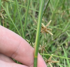 Juncus megacephalus