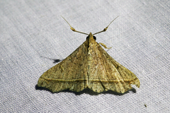 Salia semiothisa