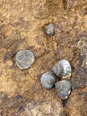 Bembicium