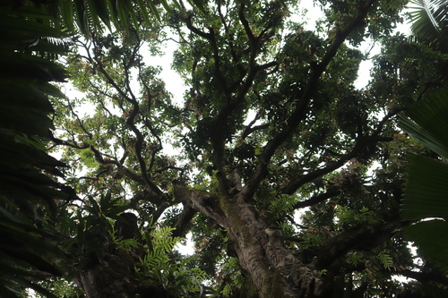 Mangifera indica - Whole tree