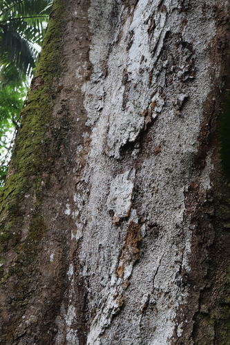 Mangifera indica - Whole tree