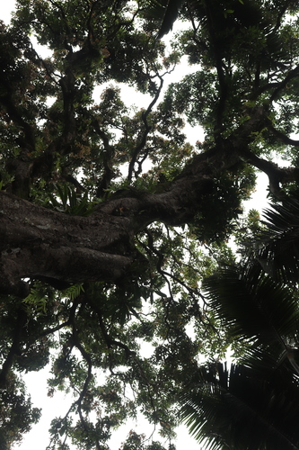 Mangifera indica - Leaves