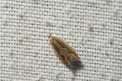 Ancylis diminuatana