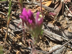 Castilleja exserta exserta