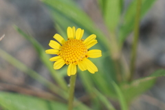 Acmella decumbens
