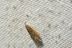 Ancylis diminuatana