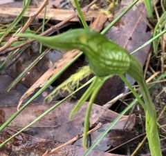 Pterostylis unicornis