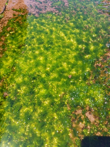 photo of Sea Lettuces (Ulva)