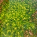 photo of Sea Lettuces (Ulva)