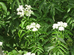 Sambucus australis