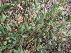 Ceanothus velutinus
