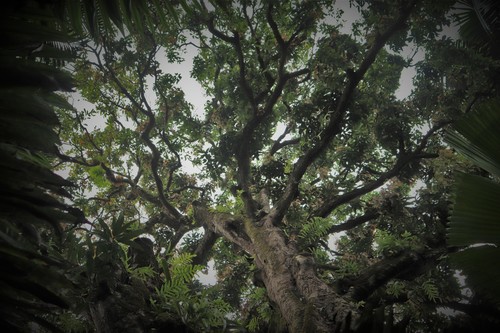 Mangifera indica - Leaves