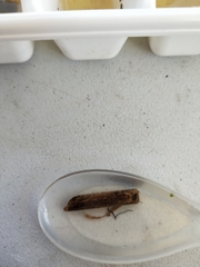 Triplectides dolichos