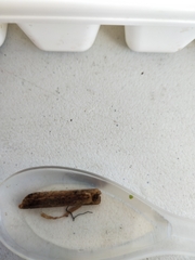 Triplectides dolichos