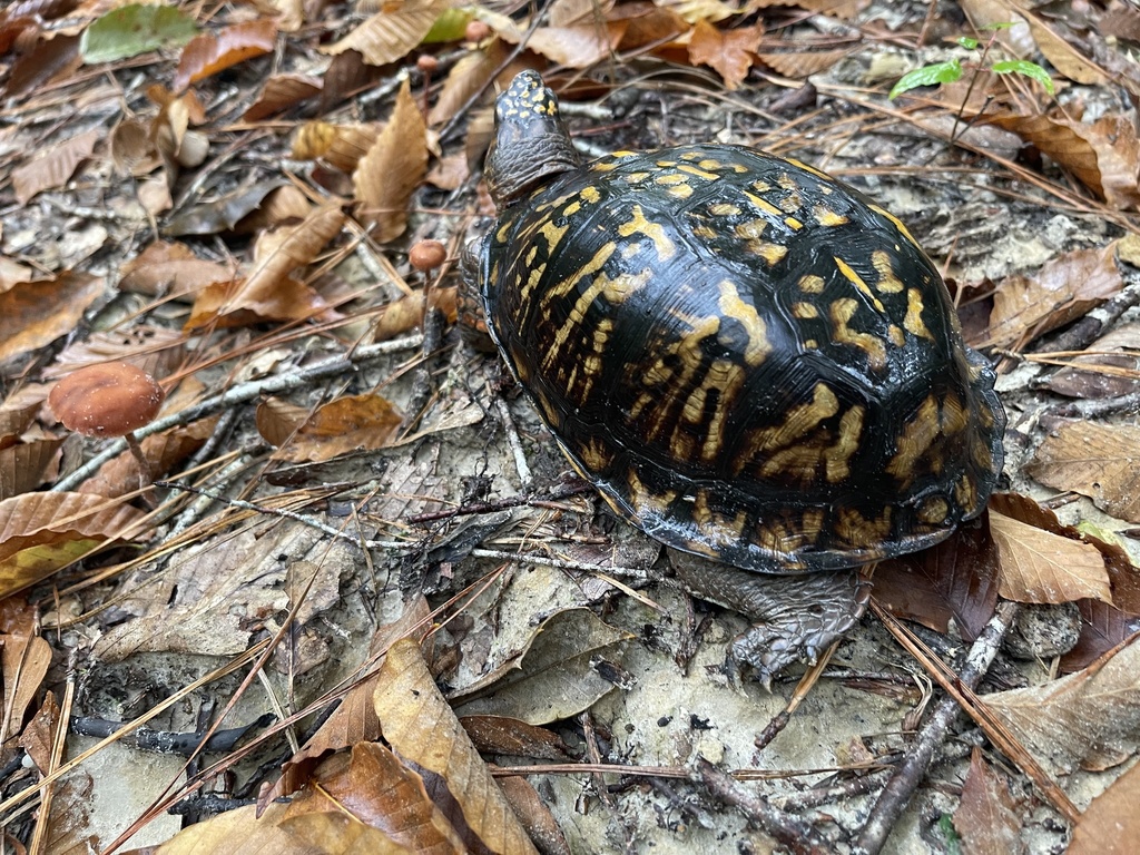 Eastern Box Turtle in October 2021 by alext456789 · iNaturalist