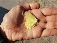 Abaeis mexicana