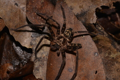 Heteropoda binnaburra