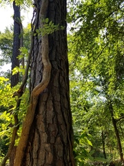 Campsis