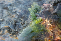 Chaetomorpha antennina