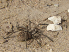 Schizocosa malitiosa