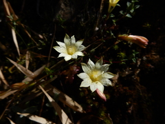 Gentiana scabrida