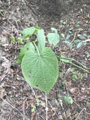 Piper umbellatum