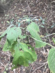Piper umbellatum
