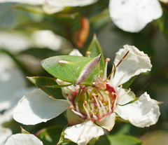 Cuspicona apothoracica