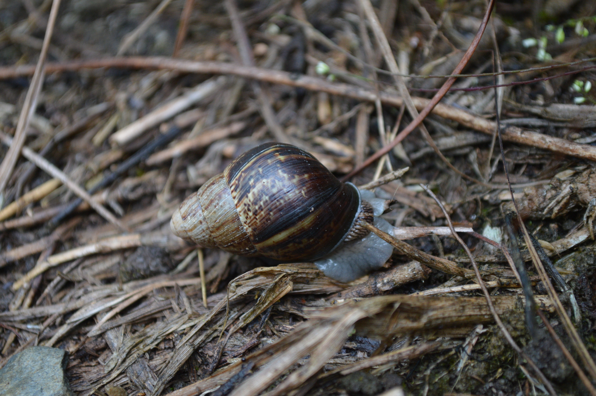 Achatinidae image