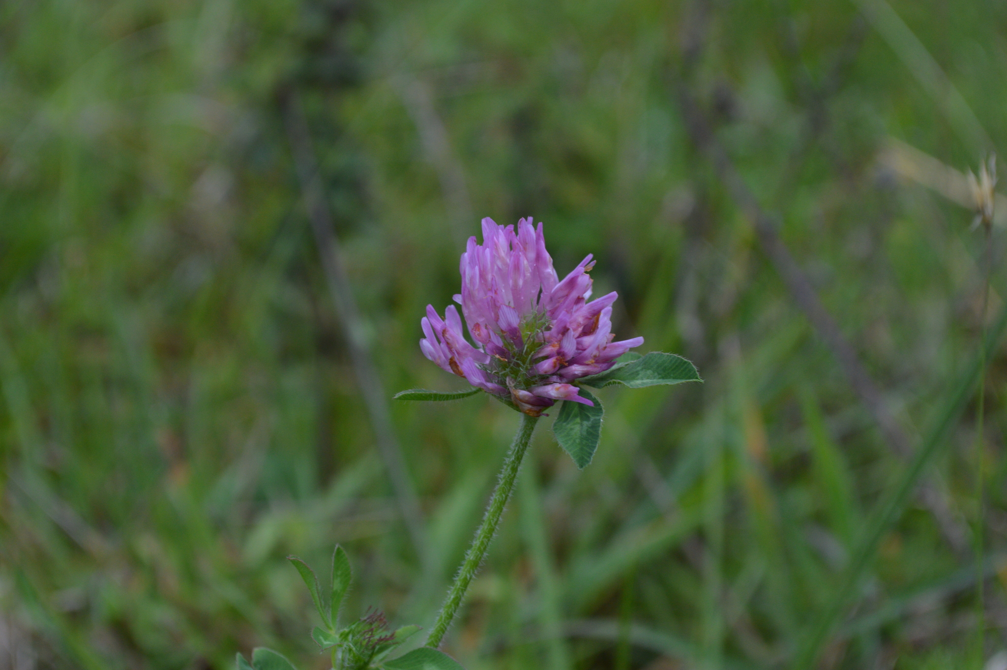 Trifolium pratense image