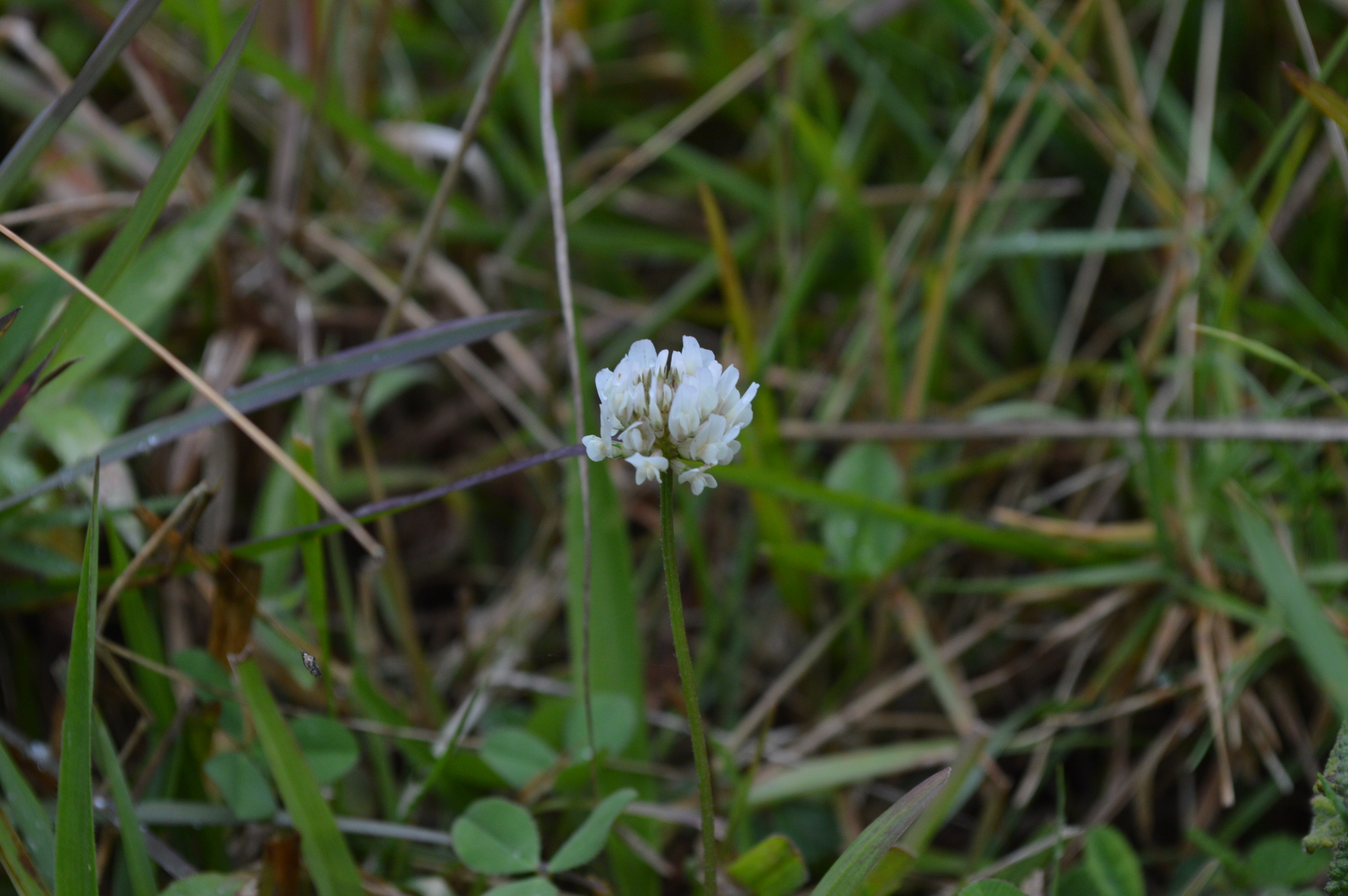 Trifolium image