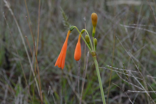 Stenomesson aurantiacum image