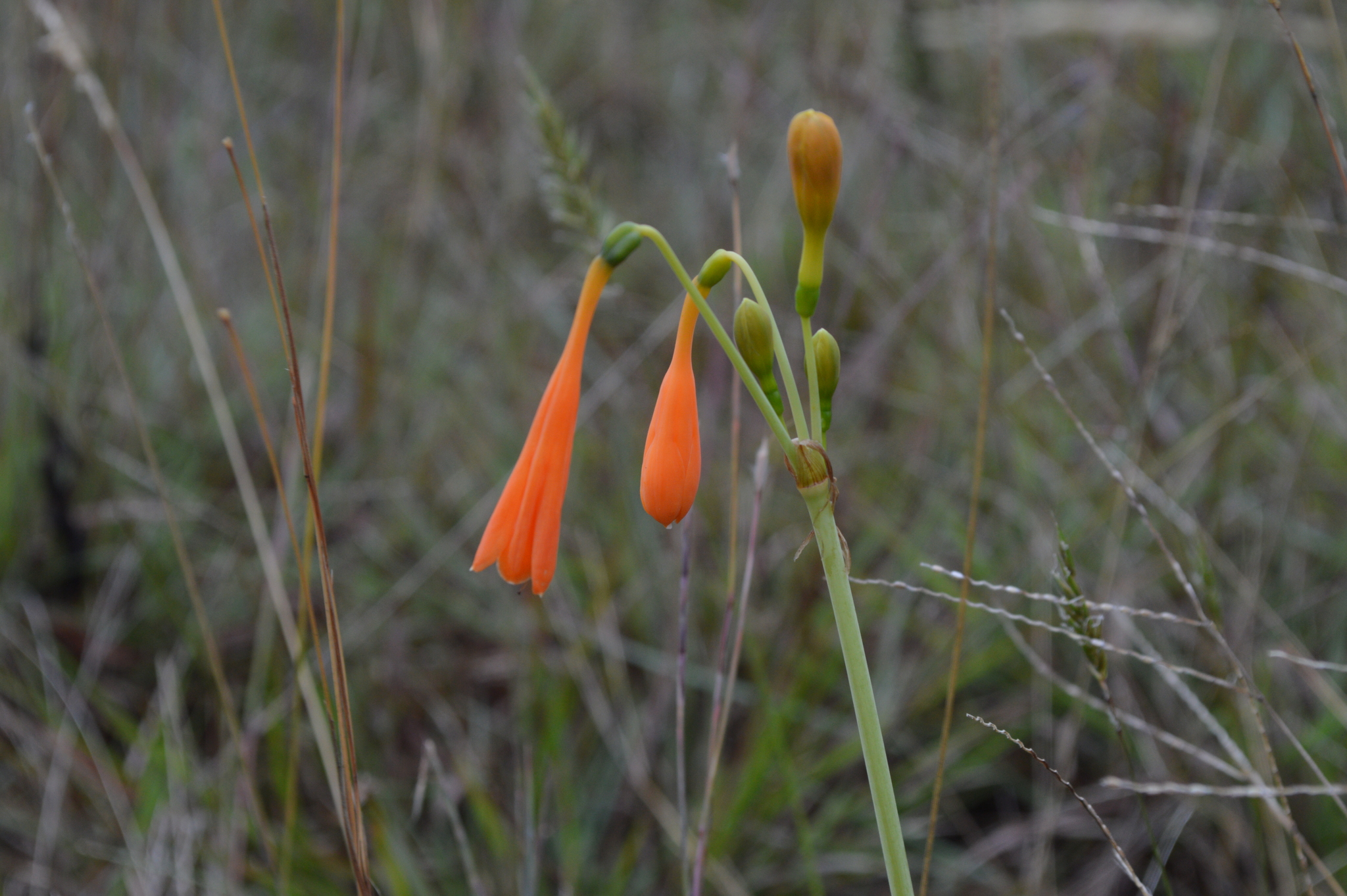 Amaryllidaceae image