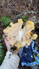Cantharellus cascadensis