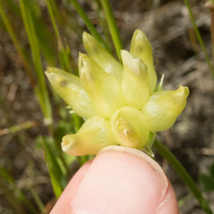 Trifolium fucatum