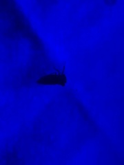 Microcentrus perditus