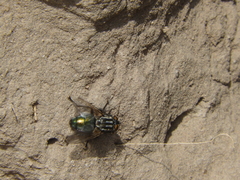 Sarconesia chlorogaster
