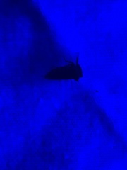 Microcentrus perditus