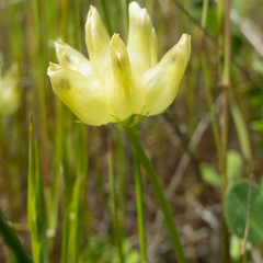 Trifolium fucatum