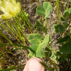 Trifolium fucatum