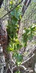 Vitis vinifera vinifera