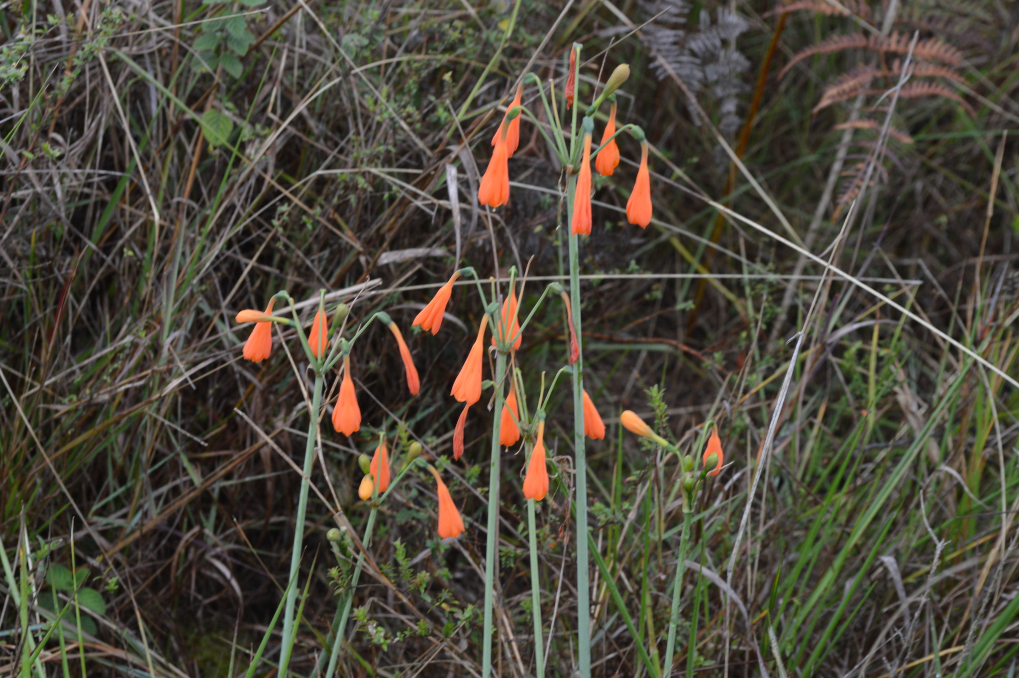 Stenomesson aurantiacum image