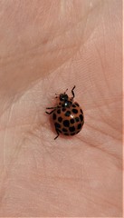 Henosepilachna vigintisexpunctata