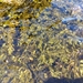 photo of Brown Algae (Phaeophyceae)