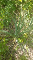 Yucca arkansana