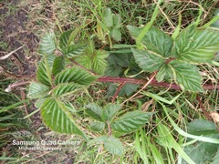 Rubus affinis