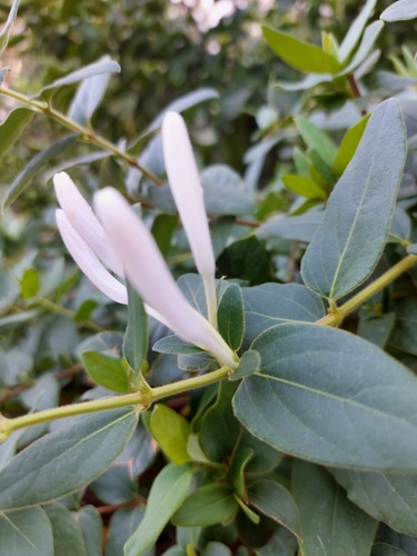 Lonicera japonica