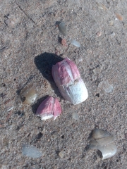 Megabalanus tintinnabulum