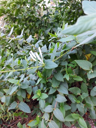 Lonicera japonica