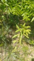 Yucca arkansana